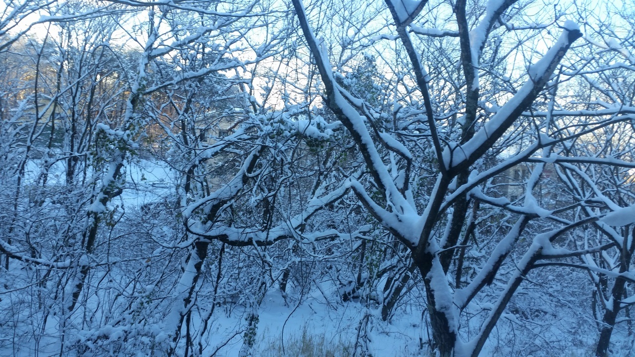 軽井沢雪景色青