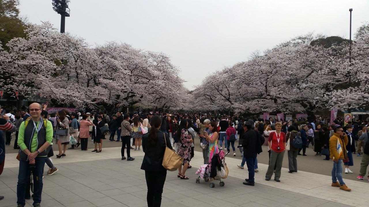 上野の桜.jpg