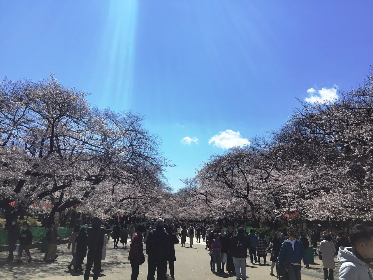 上野の桜324①.jpg