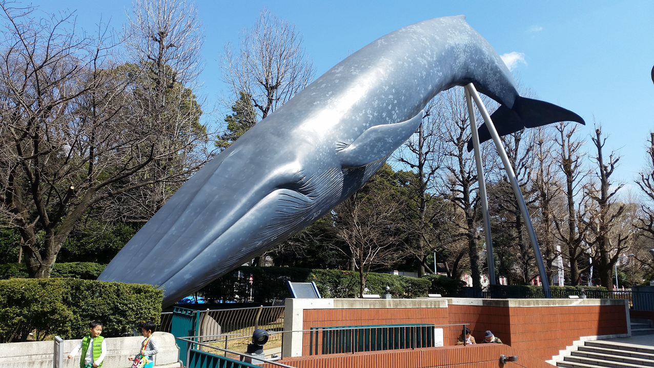 上野の鯨.png